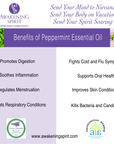 Peppermint ~ Essential Oil