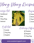 Ylang Ylang ~ Essential Oil