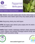 Peppermint ~ Essential Oil
