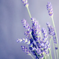 Lavender ~ Essential Oil