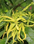 Ylang Ylang Essential Oil