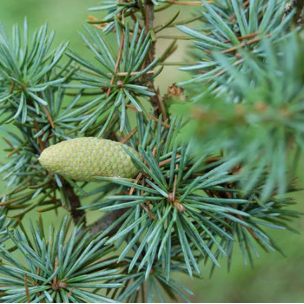 Cedarwood ~ Essential Oil