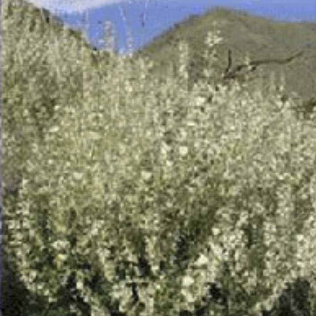 Clary Sage ~ Essential Oil