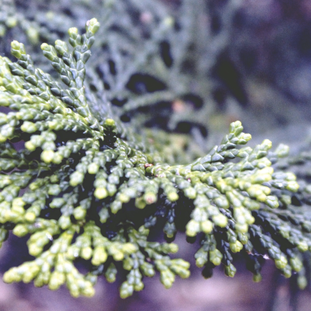 Cypress ~ Essential Oil