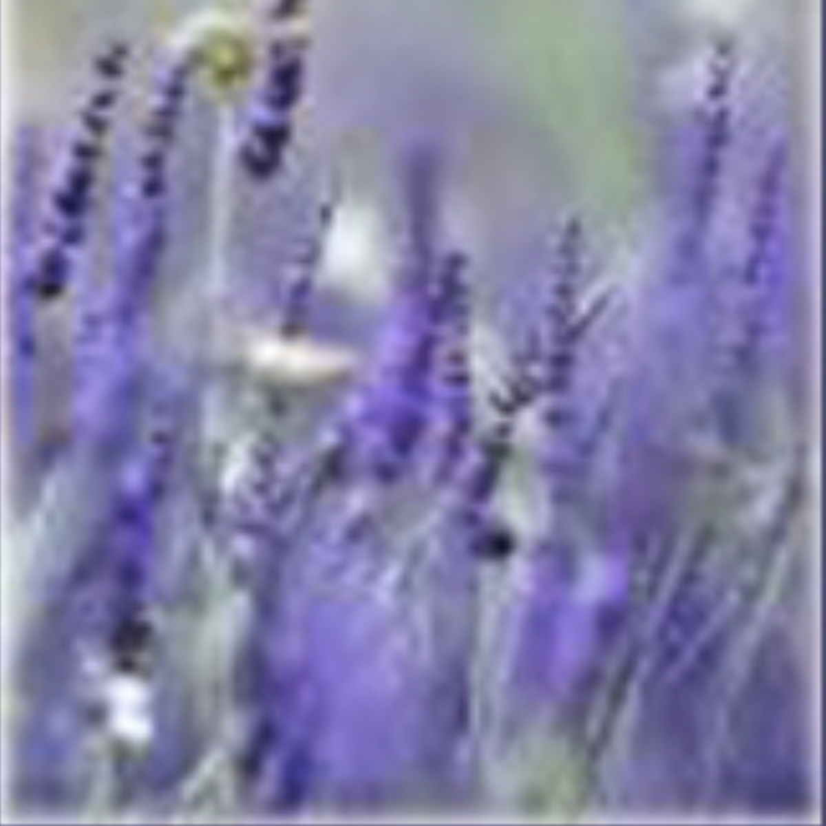 Lavandin ~ Essential Oil