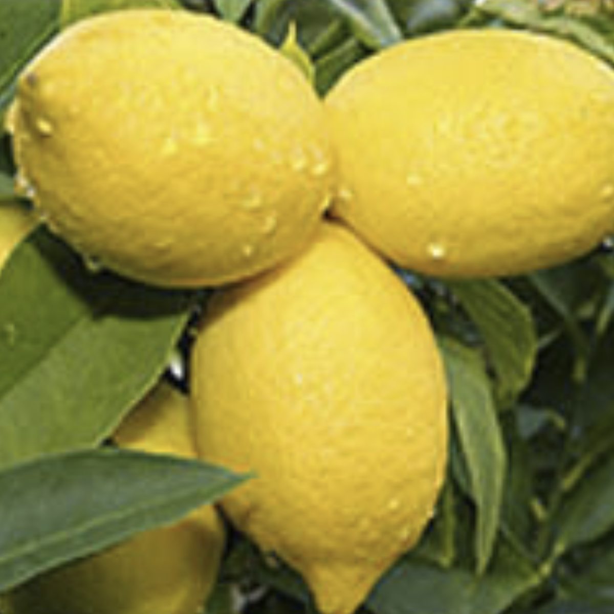 Lemon ~ Essential Oil