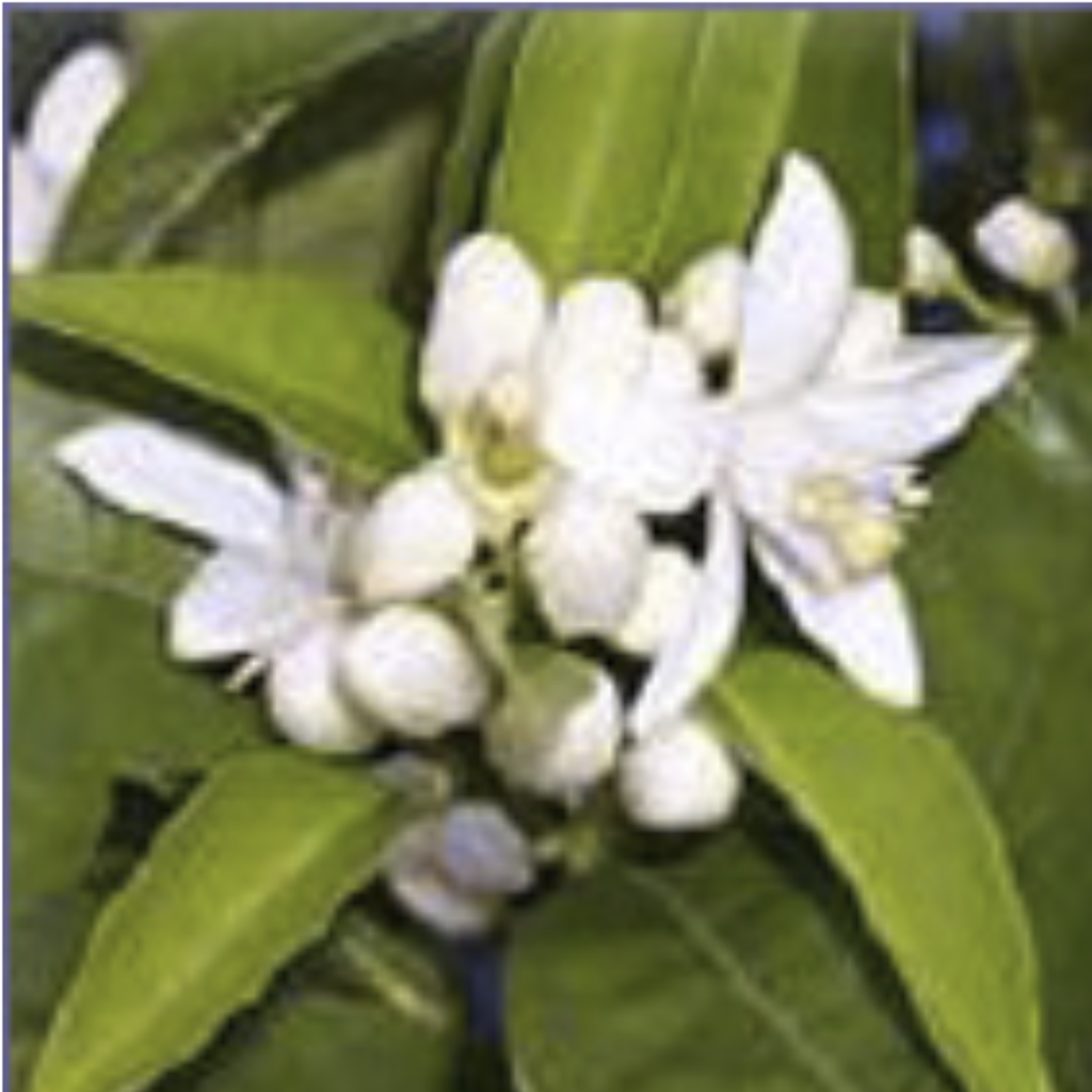 Neroli ~ Essential Oil