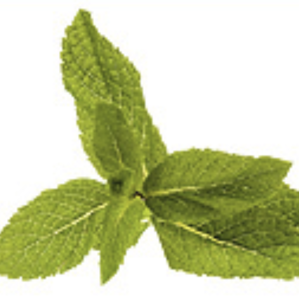 Spearmint ~ Essential Oil
