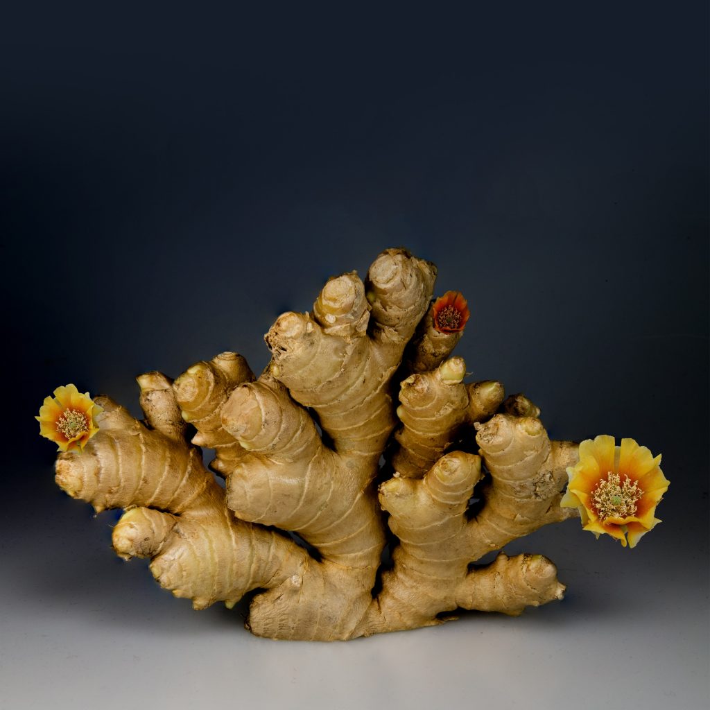 Ginger ~ Essential Oil