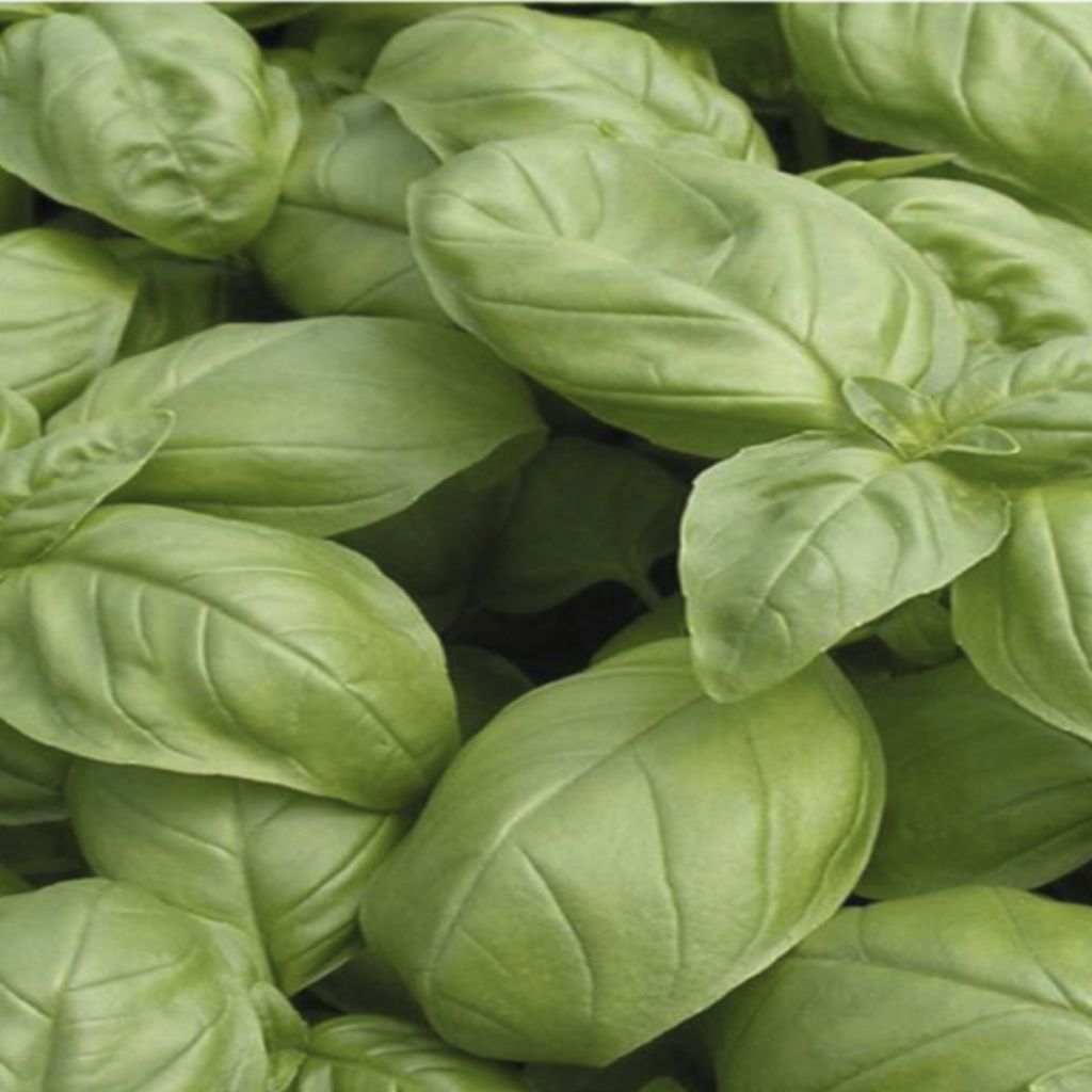 Basil (Sweet) ~ Essential Oil