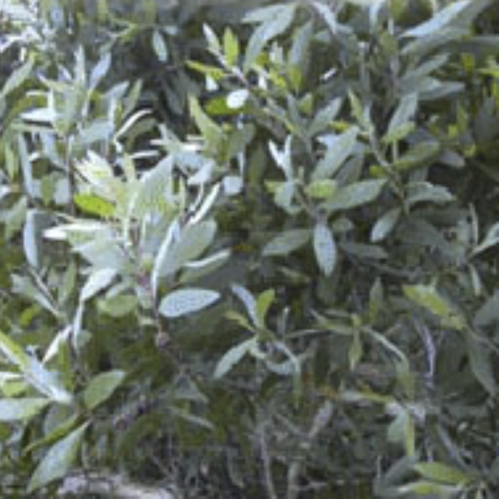 Cajeput ~ Essential Oil