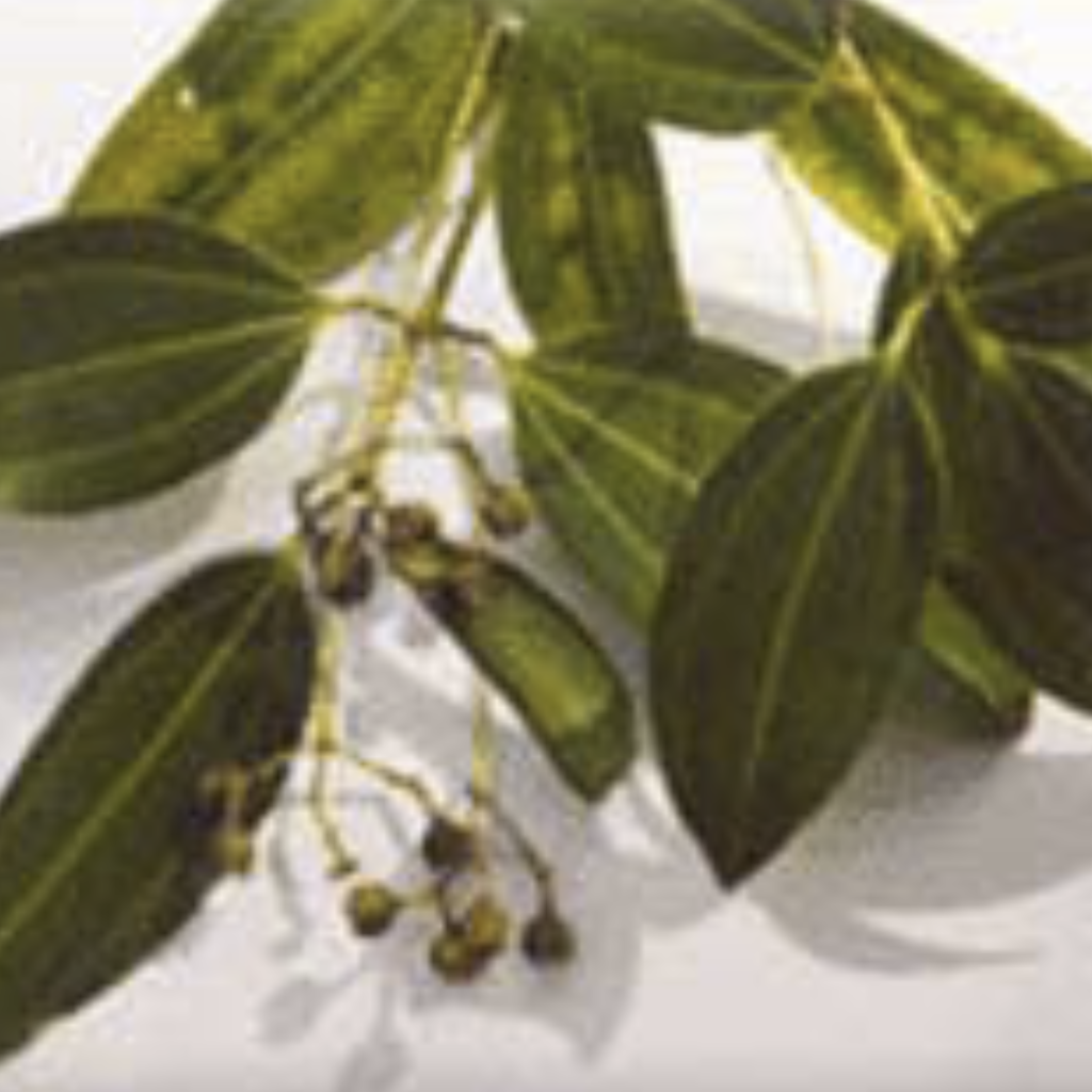 Cinnamon Leaf ~ Essential Oil