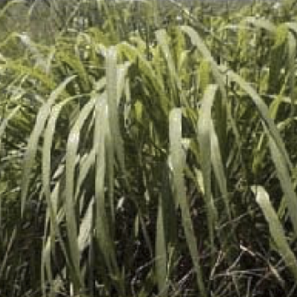 Citronella ~ Essential Oil