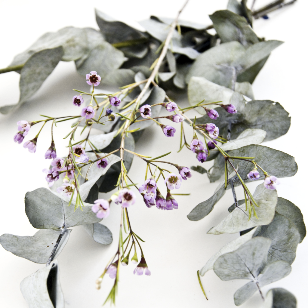 Eucalyptus ~ Essential Oil