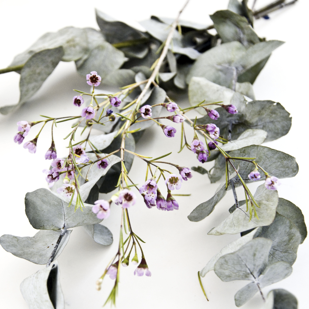 Eucalyptus ~ Essential Oil