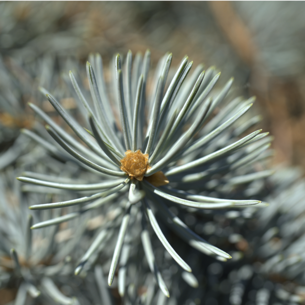 Fir Needle ~ Essential Oil