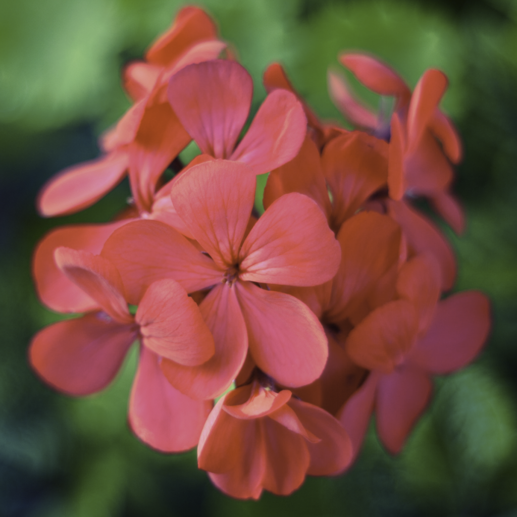 Geranium ~ Essential Oil