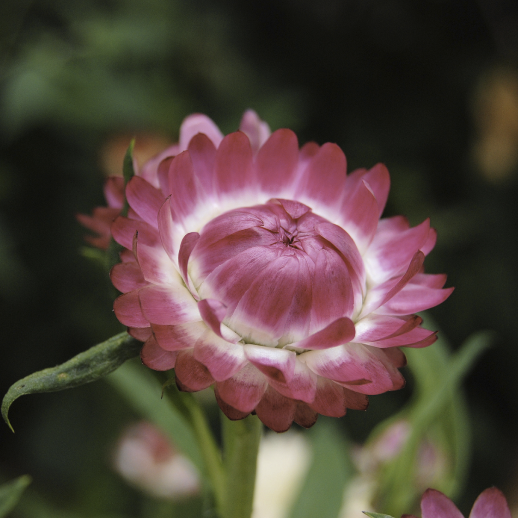 Helichrysum ~ Essential Oil