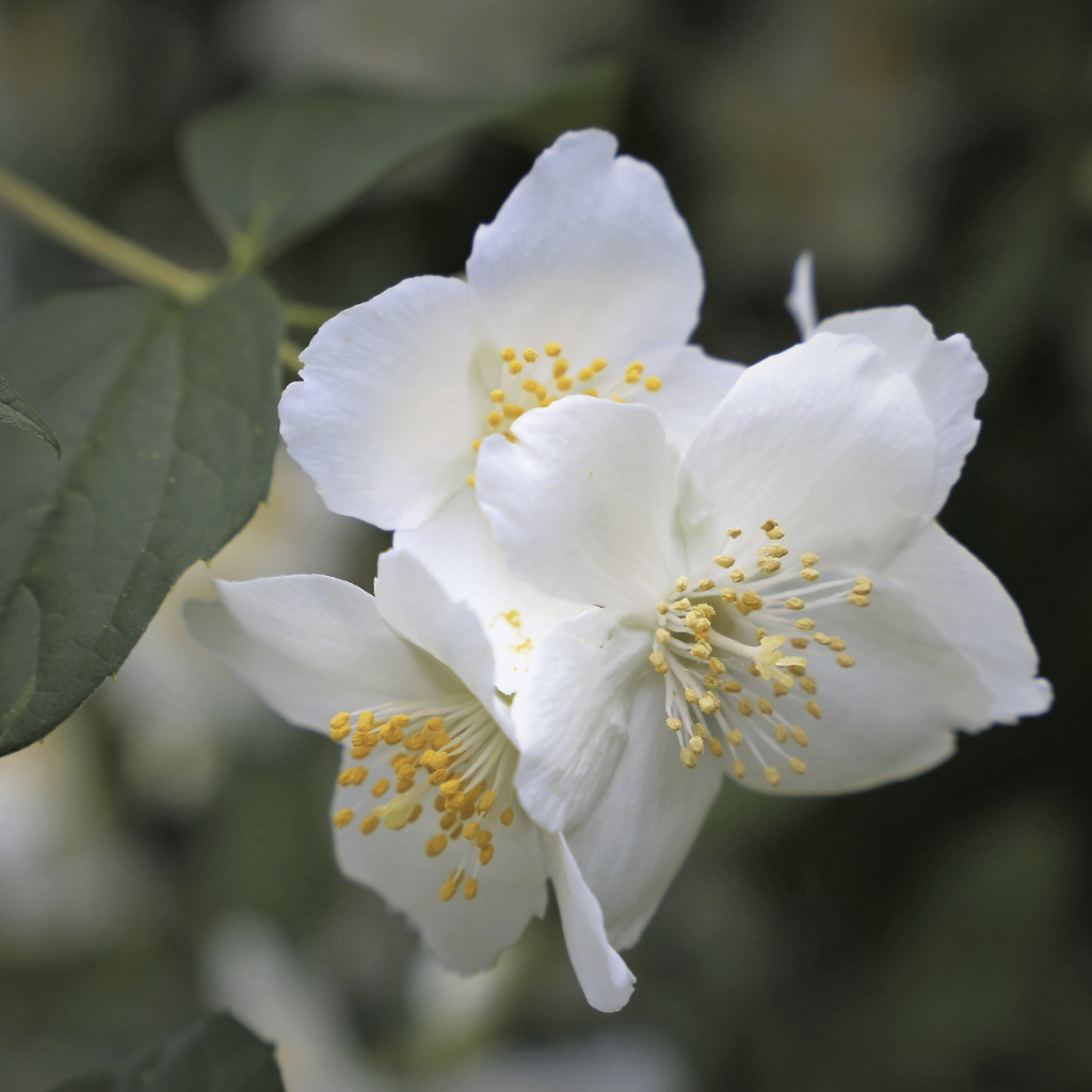 Jasmine ~ Essential Oil