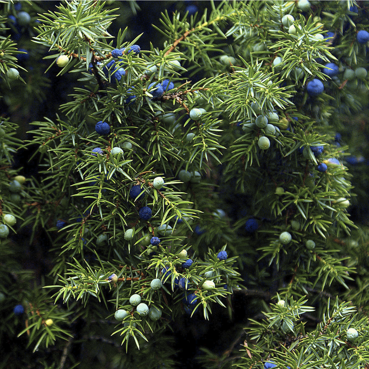 Juniper Berry ~ Essential Oil