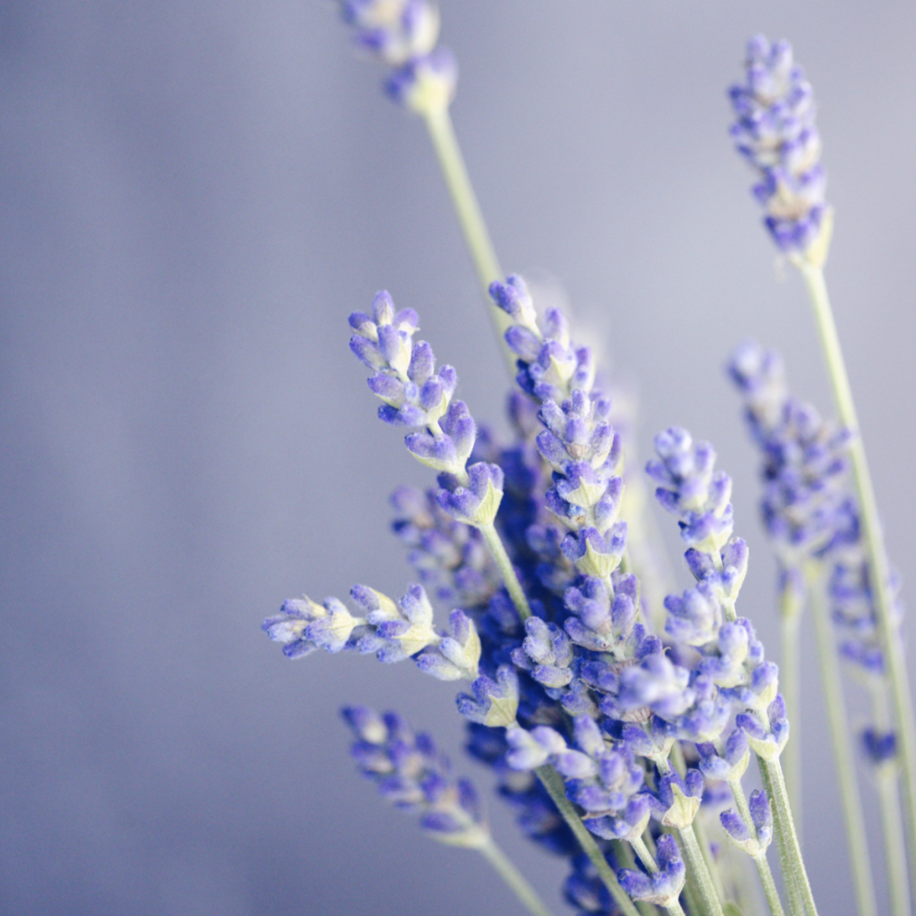 Lavender ~ Essential Oil