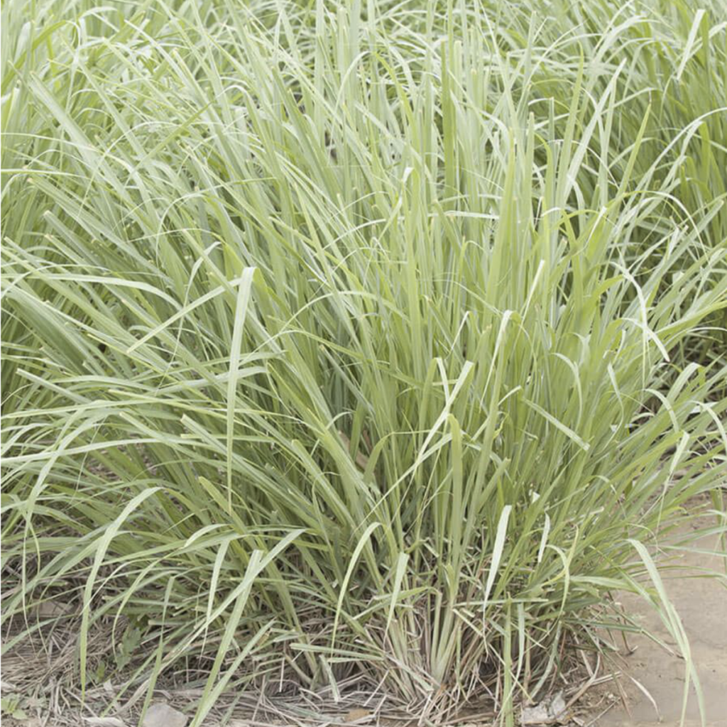 Lemongrass ~ Essential Oil