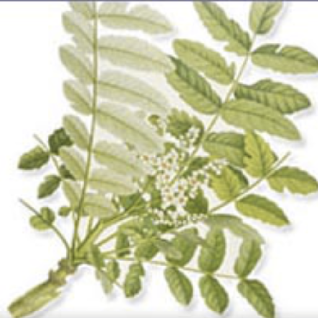 Myrrh ~ Essential Oil