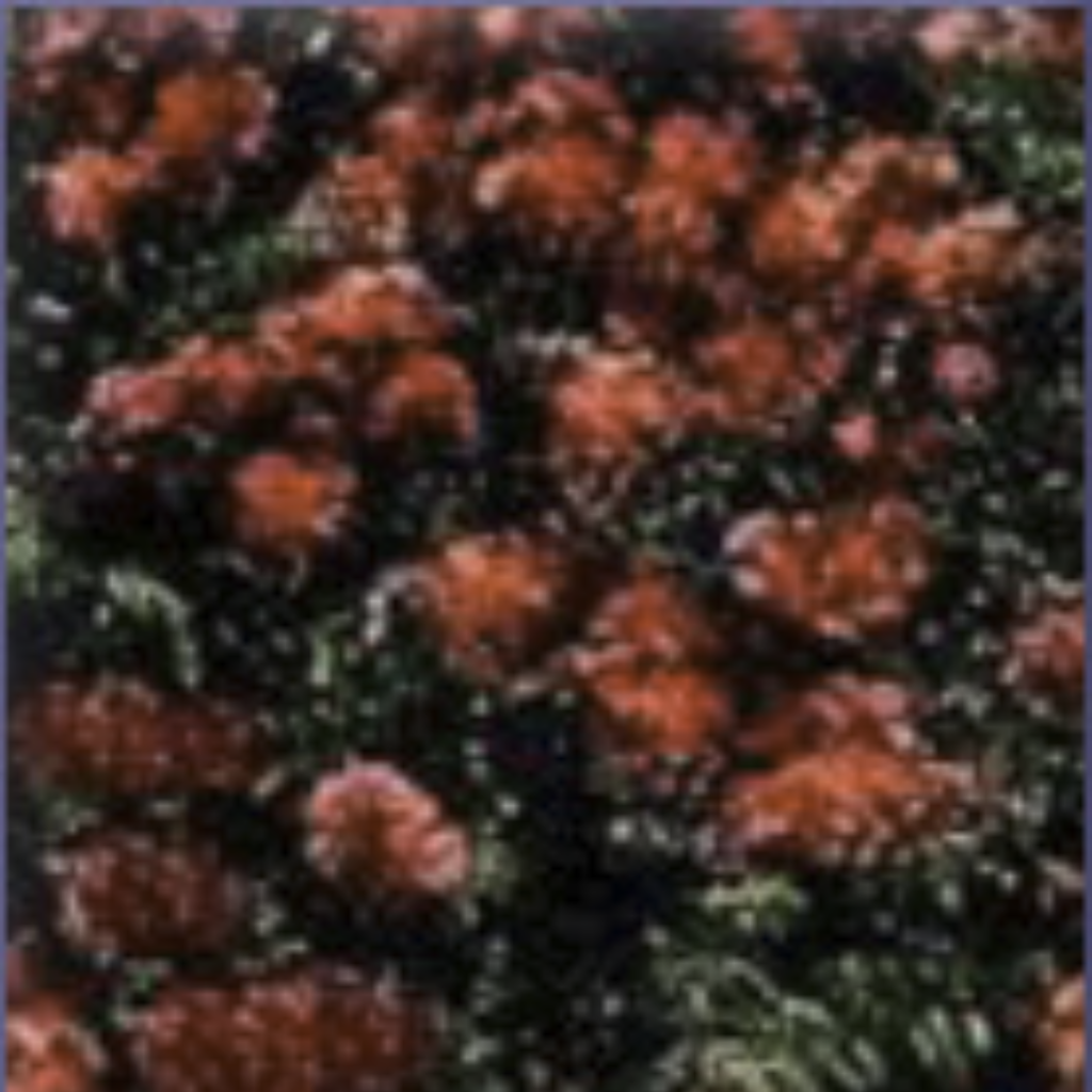 Myrtle (Red) ~ Essential Oil
