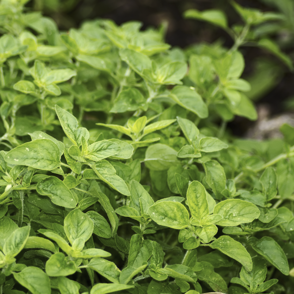 Oregano ~ Essential Oil