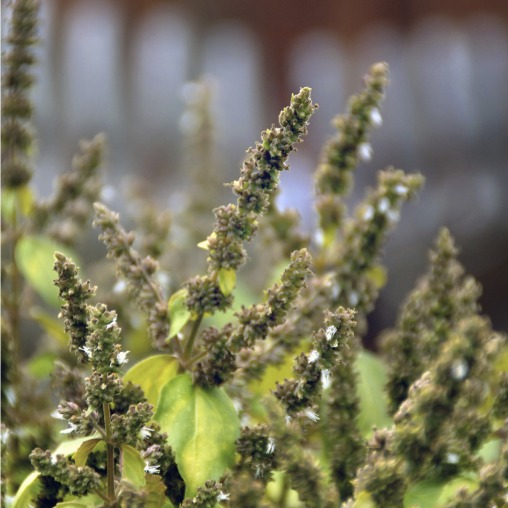 Patchouli ~ Essential Oil