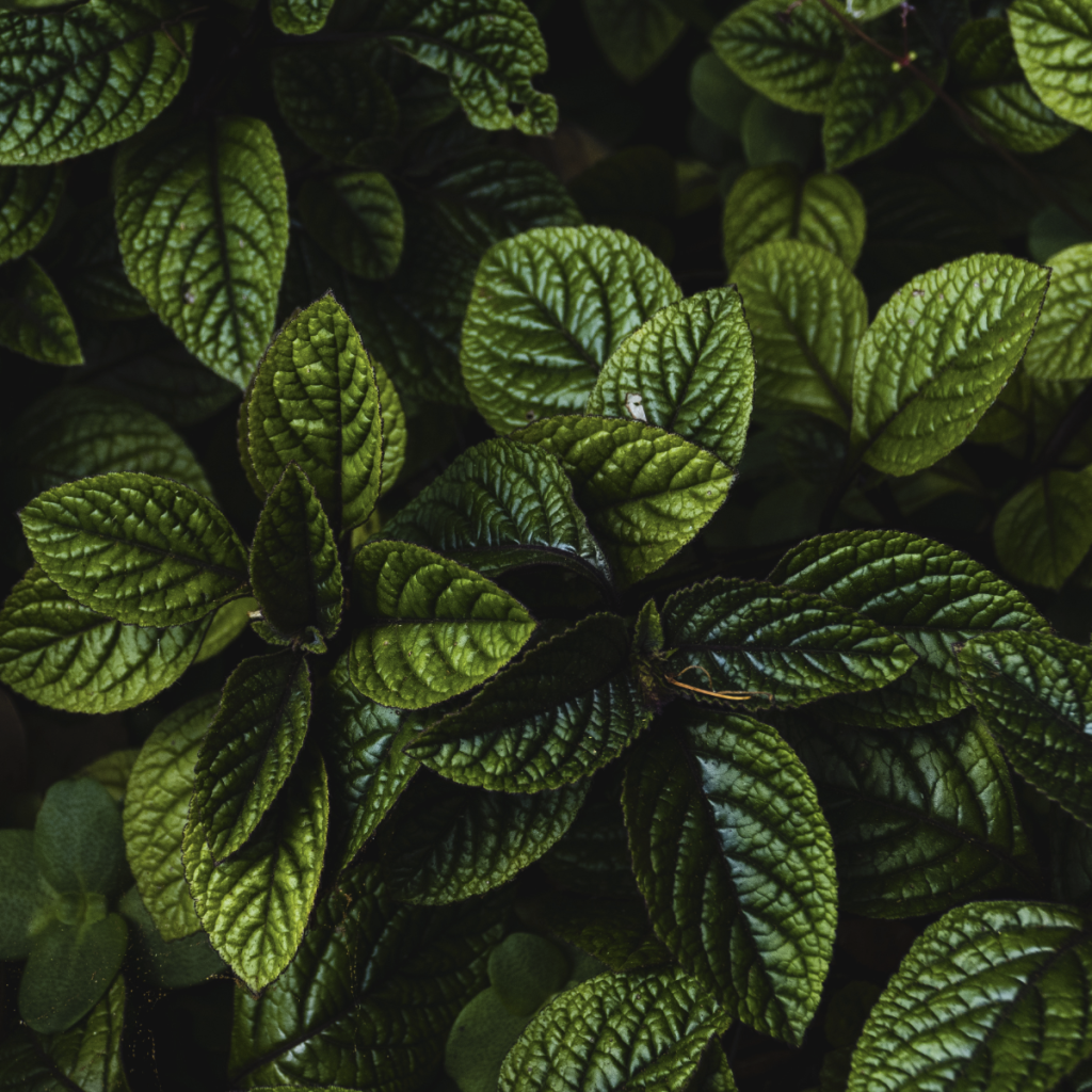 Peppermint ~ Essential Oil