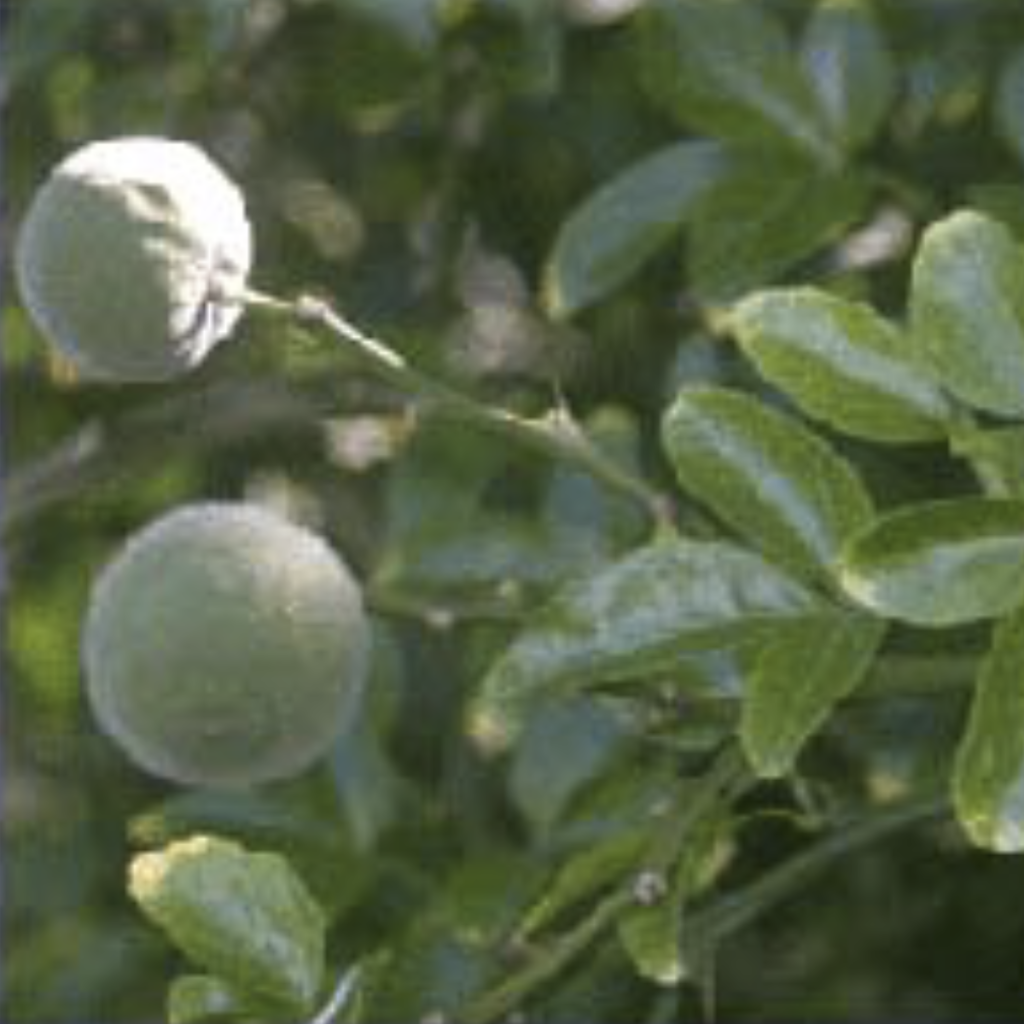 Petitgrain ~ Essential Oil
