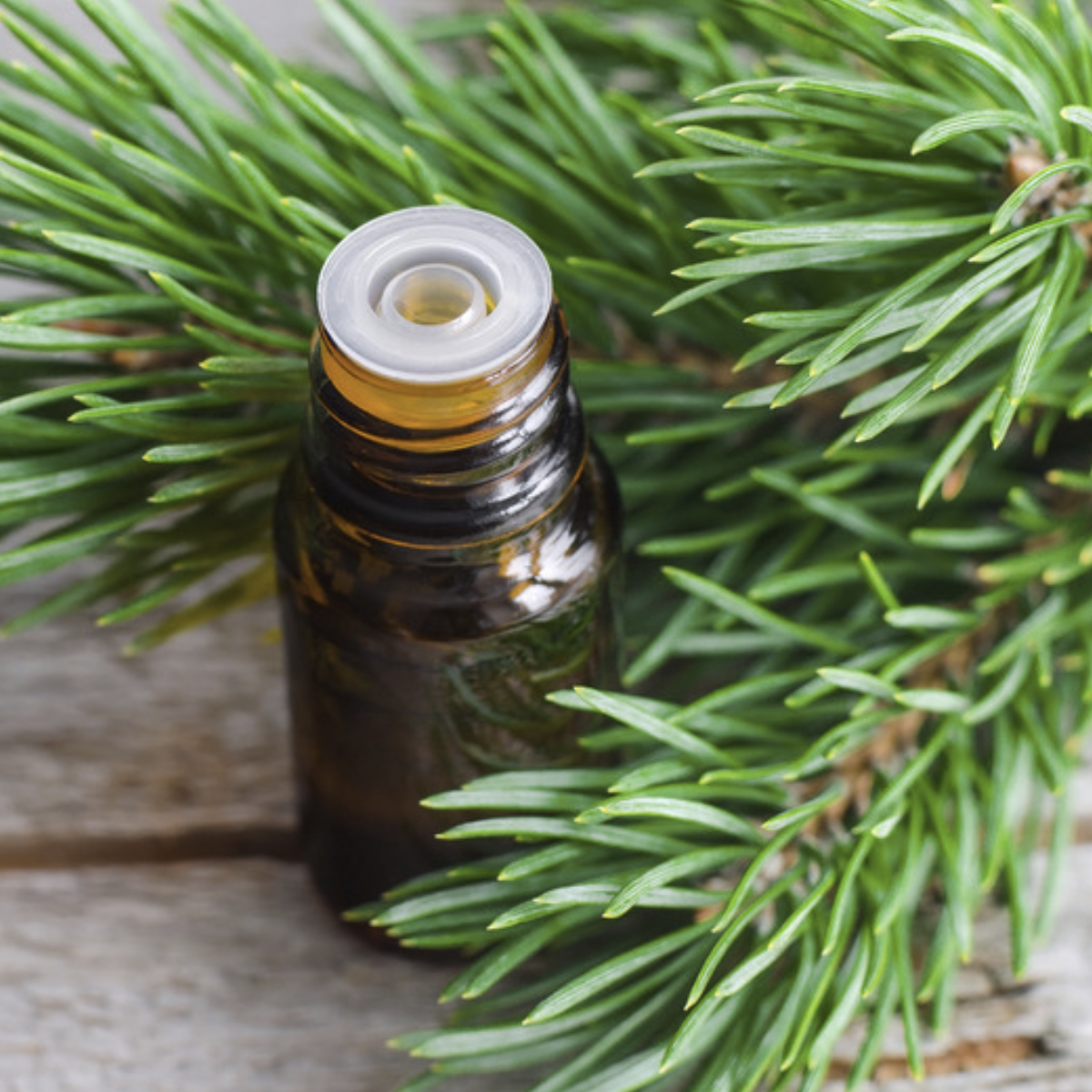 Scotch Pine ~ Essential Oil