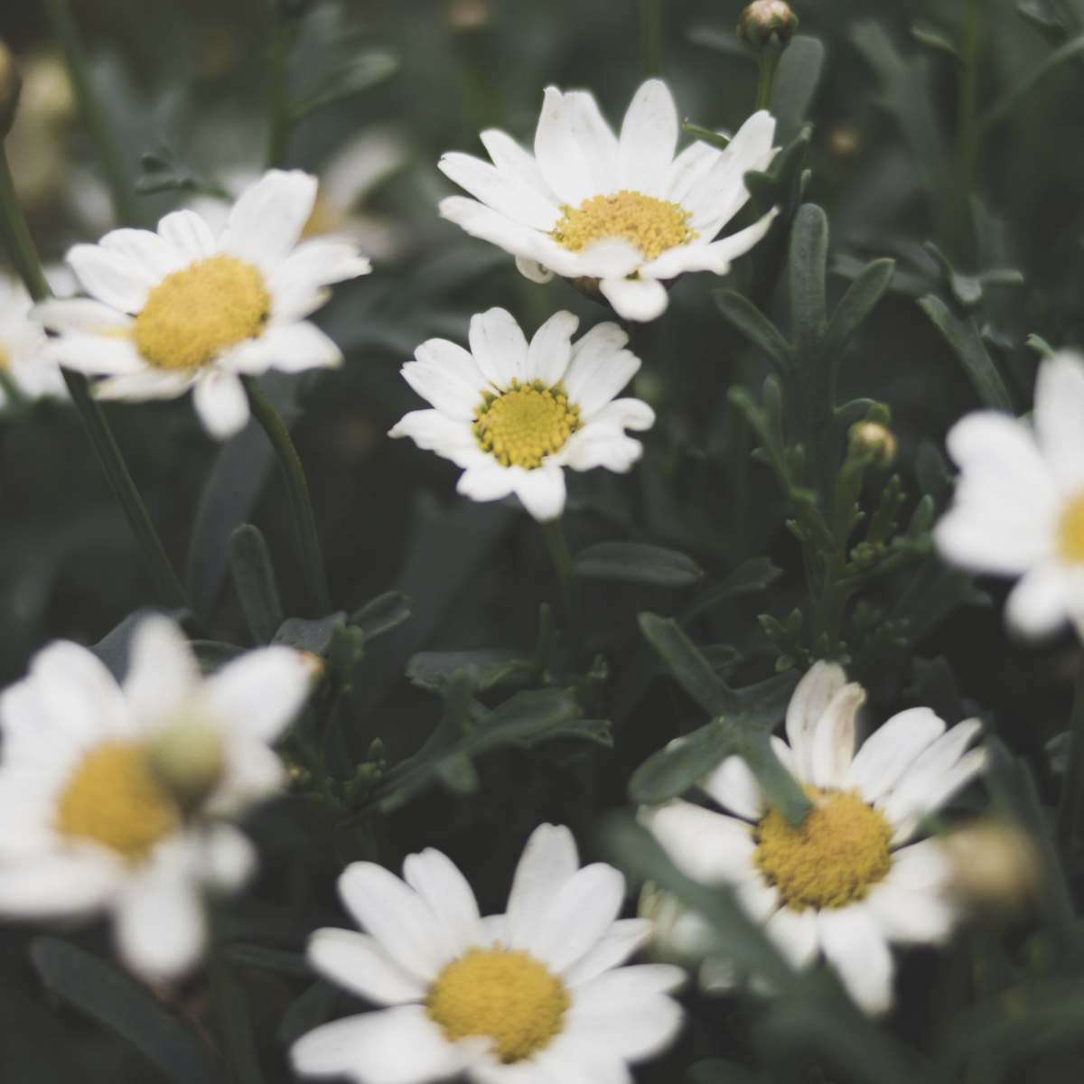 Chamomile (Roman) ~ Essential Oil