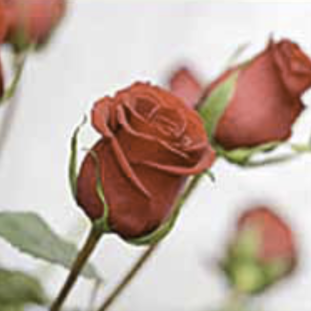 Rose ~ Essential Oil