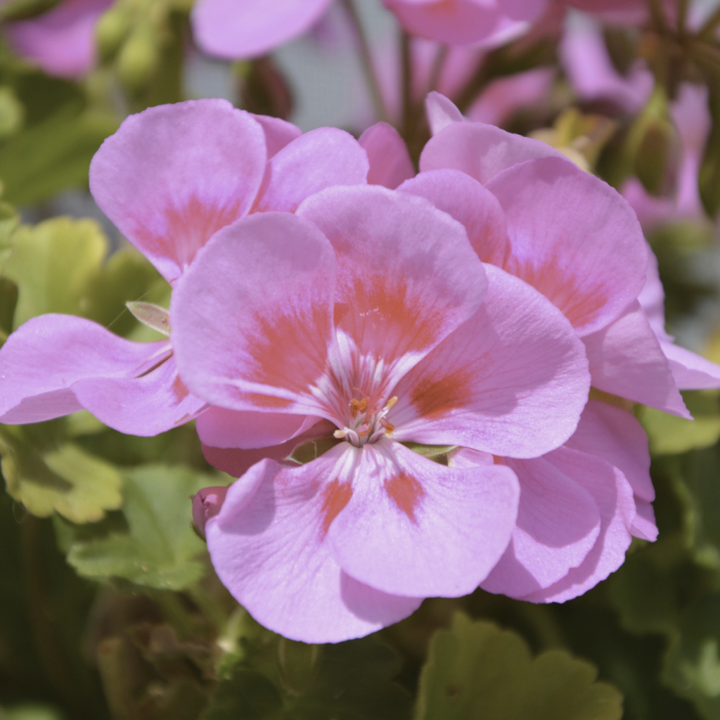 Rose Geranium ~ Essential Oil