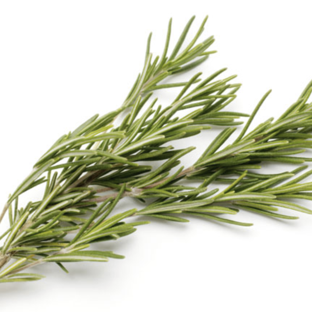 Rosemary ~ Essential Oil