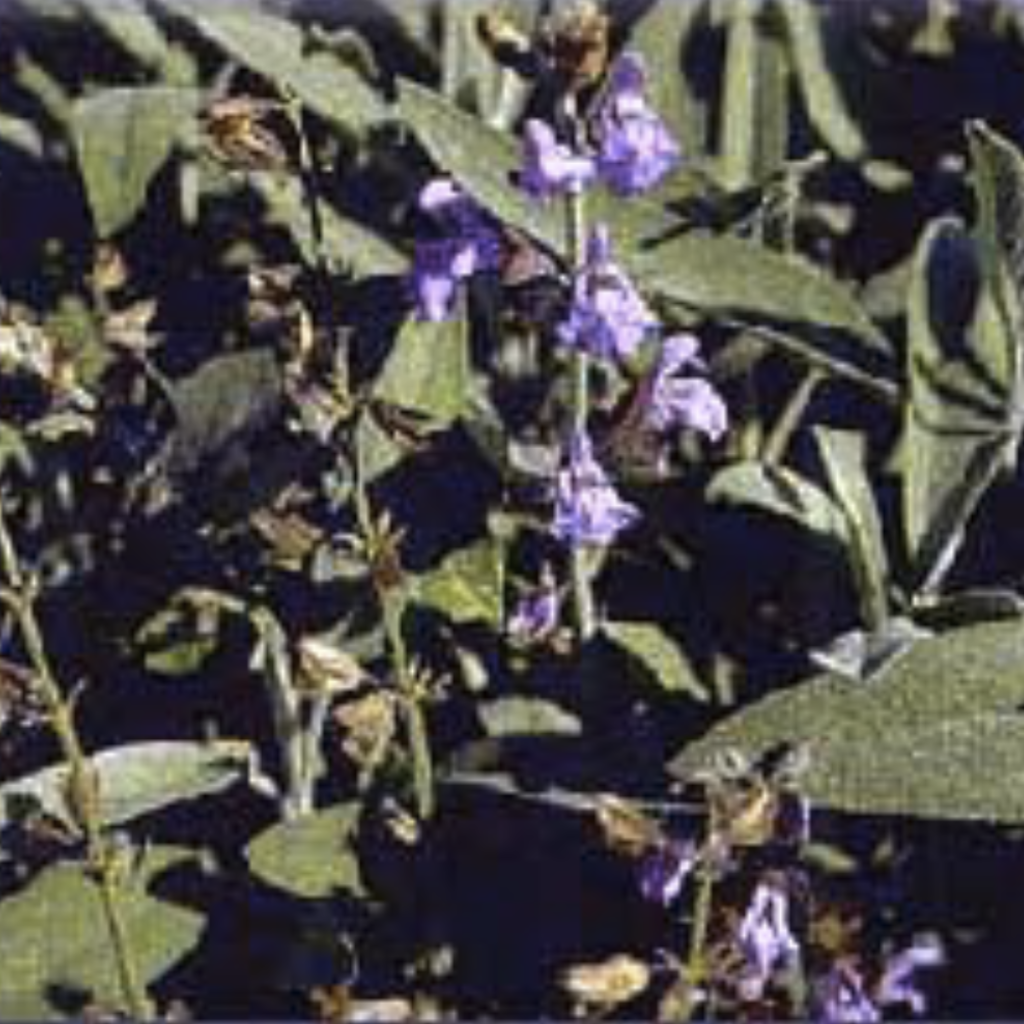 Sage ~ Essential Oil