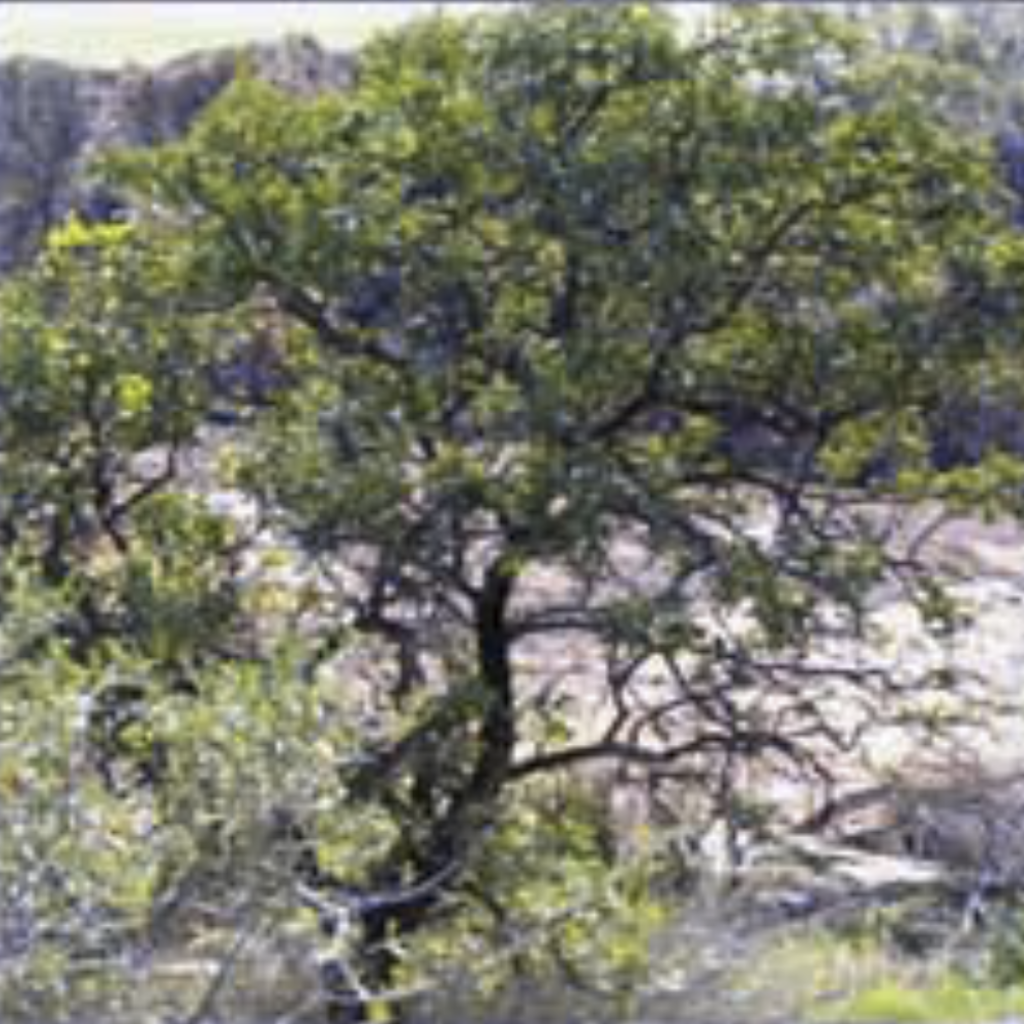 Sandalwood ~ Essential Oil