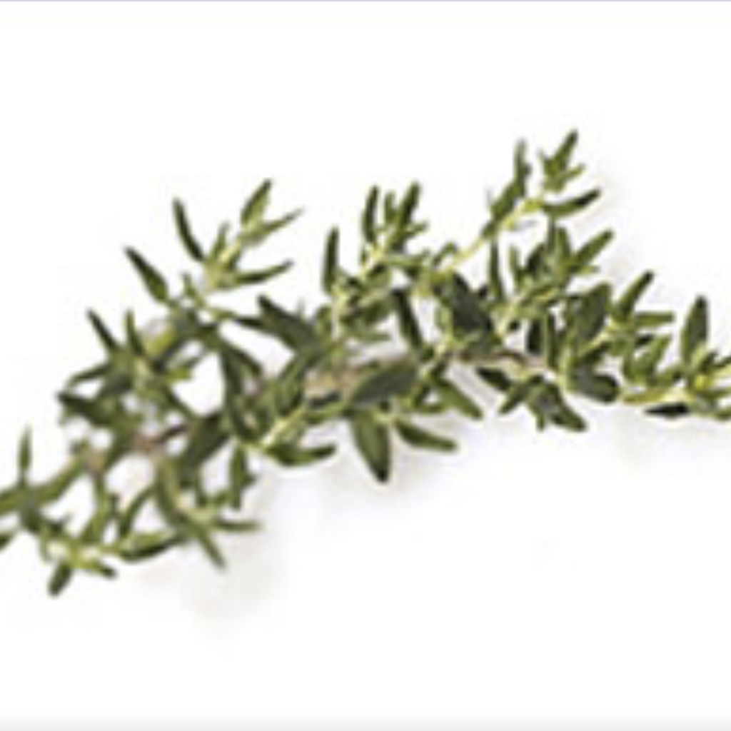 Thyme ~ Essential Oil