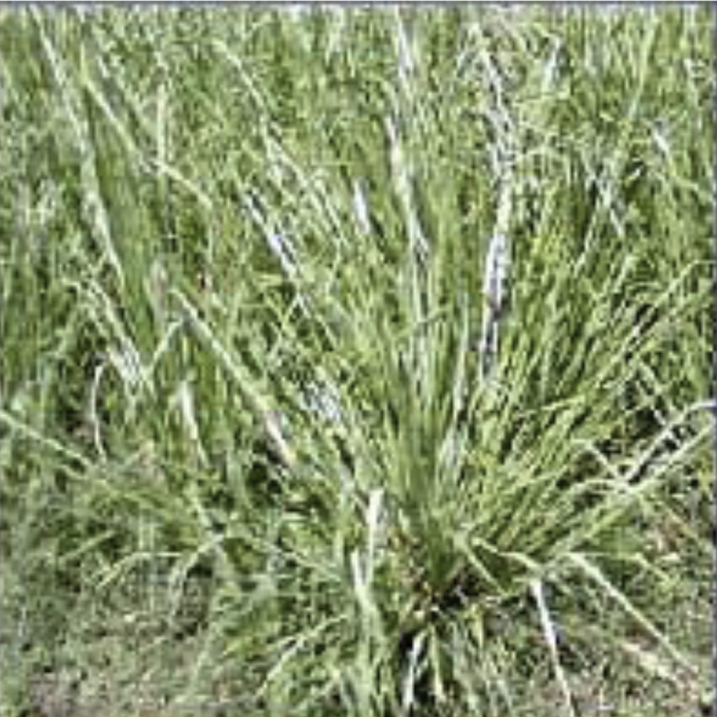 Vetiver ~ Essential Oil
