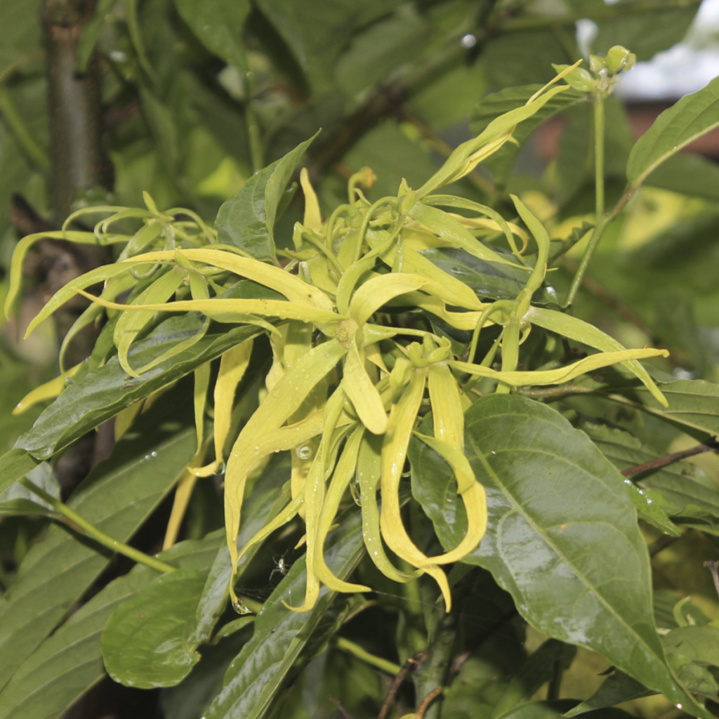 Ylang Ylang ~ Essential Oil